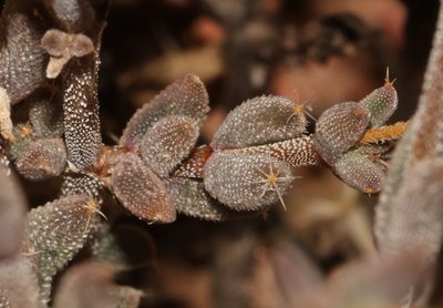 Trichodiadema obliquum, photographed by Brian du Preez