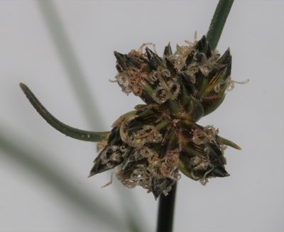 Ficinia gracilis, photographed by Brian du Preez