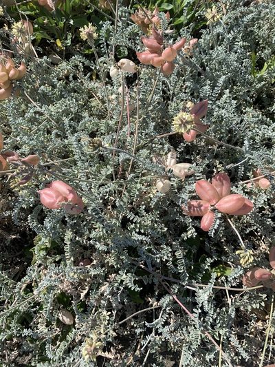 Astragalus anemophilus, photographed by Jim Riley