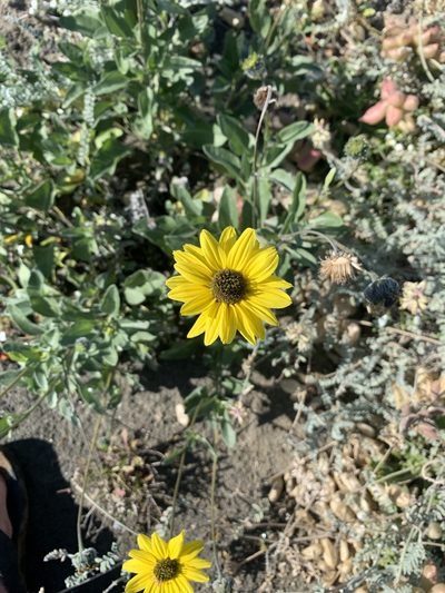 Helianthus niveus, photographed by Jim Riley