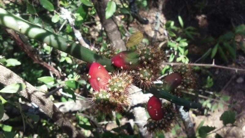 Salmonopuntia salmiana, photographed by aacocucci