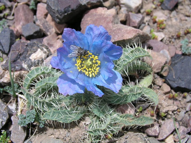 Meconopsis horridula, photographed by desertnaturalist