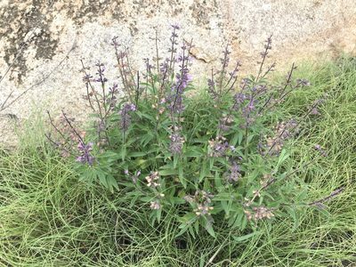 Syncolostemon canescens, photographed by Lauren Gillett