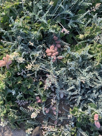 Astragalus anemophilus, photographed by Jim Riley