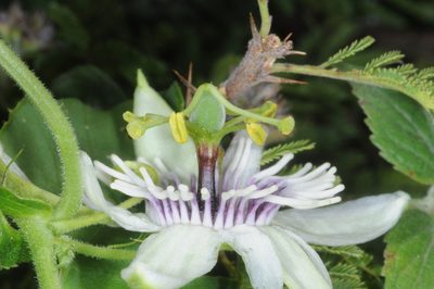 Passiflora morifolia, photographed by aacocucci