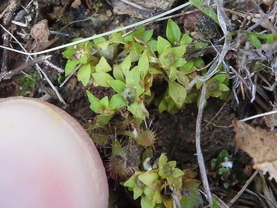 Lepuropetalon spathulatum, photographed by Sam Kieschnick