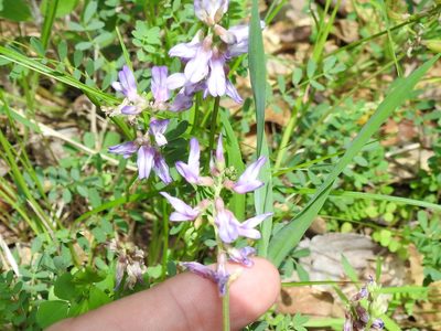 Astragalus distortus, photographed by Sam Kieschnick