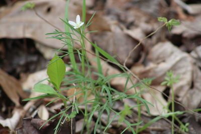 Cardamine dissecta, photographed by Asher P Higgins