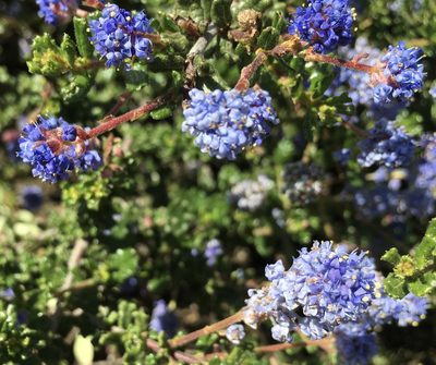 Ceanothus dentatus, photographed by Henrik Kibak