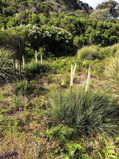 Xanthorrhoea arenaria, photographed by Matthew Baker