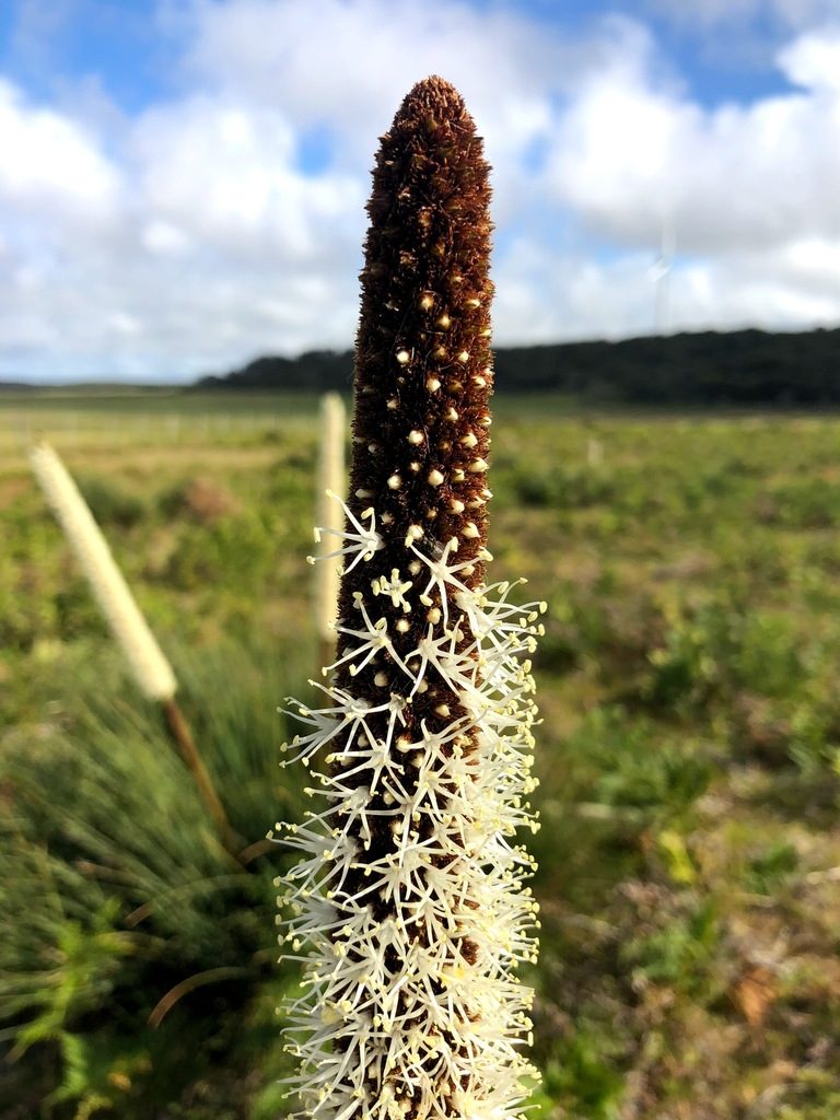 Xanthorrhoea arenaria, photographed by Matthew Baker