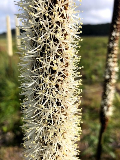 Xanthorrhoea arenaria, photographed by Matthew Baker