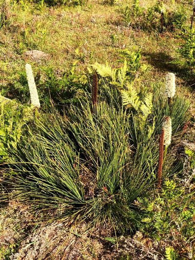 Xanthorrhoea arenaria, photographed by Matthew Baker