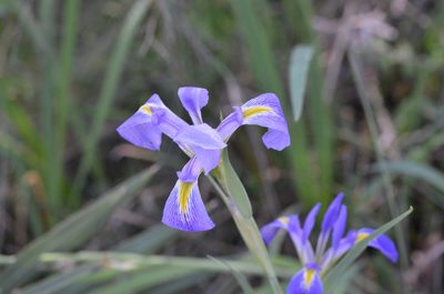 Iris giganticaerulea, photographed by Jody Shugart