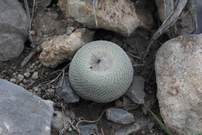 Epithelantha ilariae, photographed by Juan Cruzado Cortés