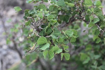 Bauhinia lunarioides, photographed by Juan Cruzado Cortés