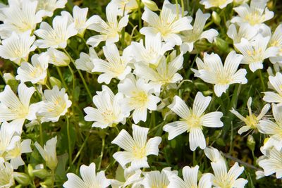Limnanthes alba, photographed by Don Loarie
