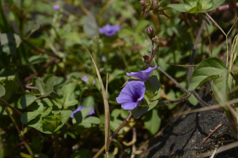 Ipomoea capitellata, photographed by Siddarth Machado