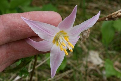 Erythronium quinaultense, photographed by Ed Alverson