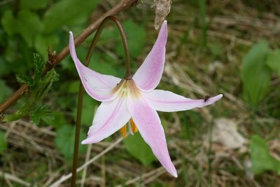 Erythronium quinaultense, photographed by Ed Alverson