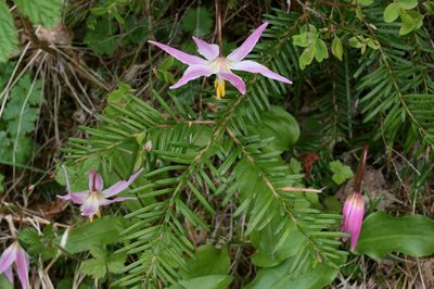 Erythronium quinaultense, photographed by Ed Alverson