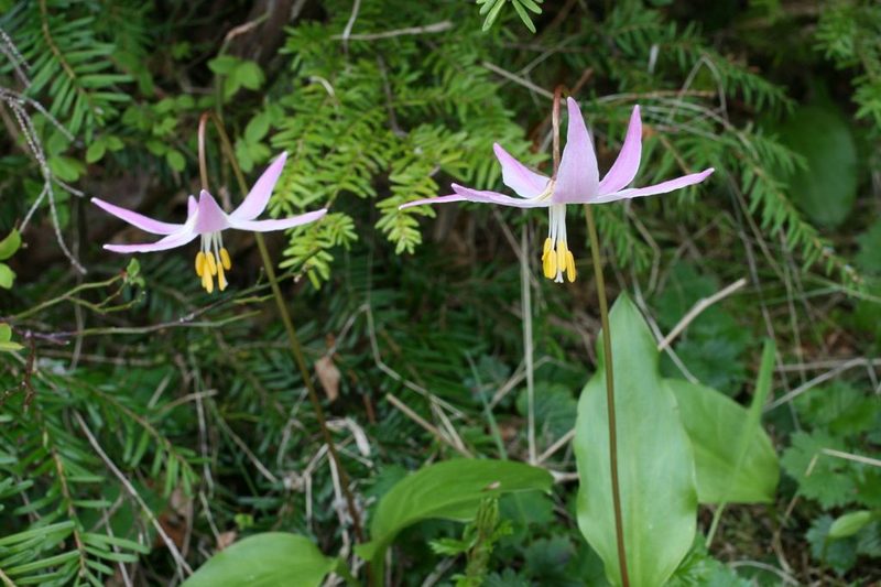 Erythronium quinaultense, photographed by Ed Alverson