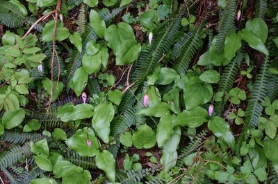 Erythronium quinaultense, photographed by Ed Alverson