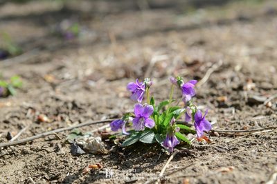 Viola prionantha, photographed by Yi CHEN