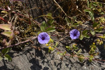 Ipomoea capitellata, photographed by Siddarth Machado