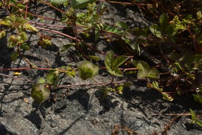 Ipomoea capitellata, photographed by Siddarth Machado