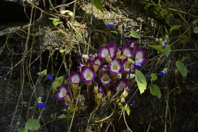 Christisonia tubulosa, photographed by Siddarth Machado