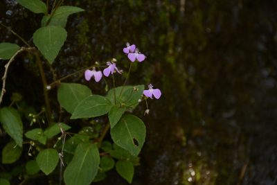 Impatiens viscosa, photographed by Siddarth Machado