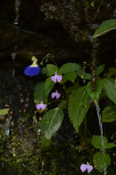 Impatiens viscosa, photographed by Siddarth Machado