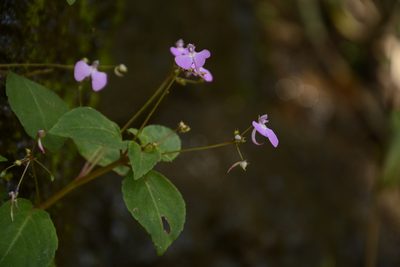 Impatiens viscosa, photographed by Siddarth Machado