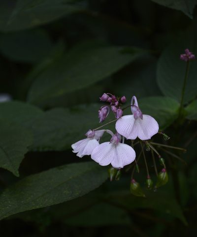 Impatiens maculata, photographed by Siddarth Machado
