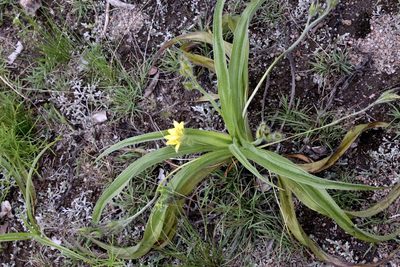 Hypoxis hemerocallidea, photographed by Dr. Alexey Yakovlev