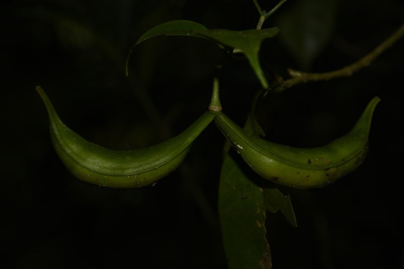 Tabernaemontana gamblei, photographed by Siddarth Machado