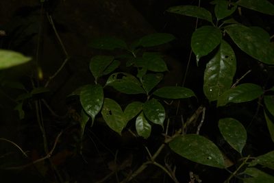 Tabernaemontana gamblei, photographed by Siddarth Machado