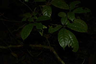 Tabernaemontana gamblei, photographed by Siddarth Machado