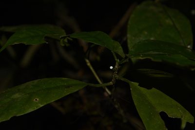 Tabernaemontana gamblei, photographed by Siddarth Machado