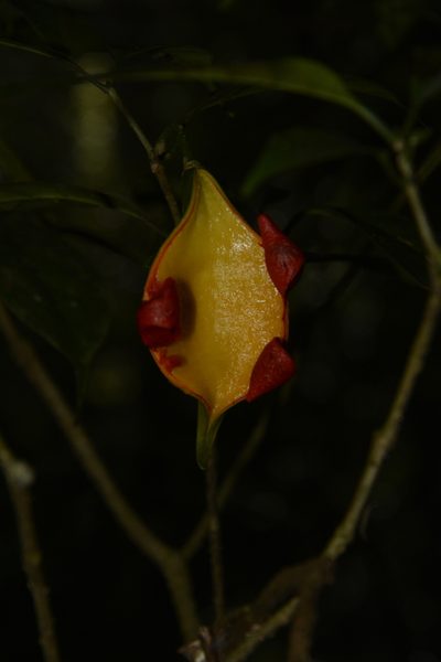 Tabernaemontana gamblei, photographed by Siddarth Machado