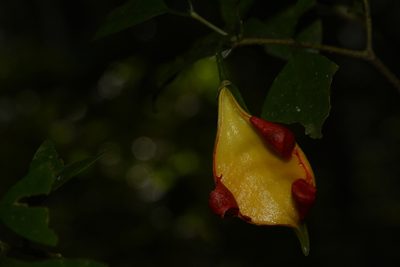 Tabernaemontana gamblei, photographed by Siddarth Machado