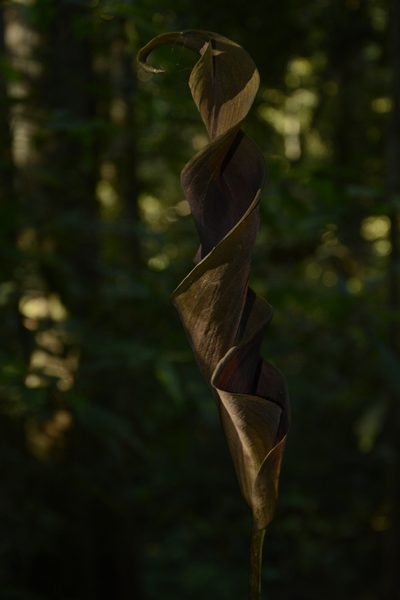 Anaphyllum wightii, photographed by Siddarth Machado