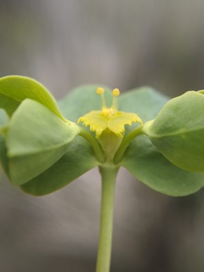 Euphorbia schizoloba, photographed by Alex Heyman