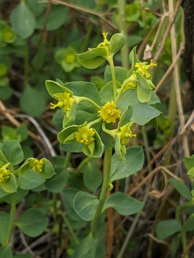 Euphorbia schizoloba, photographed by Alex Heyman