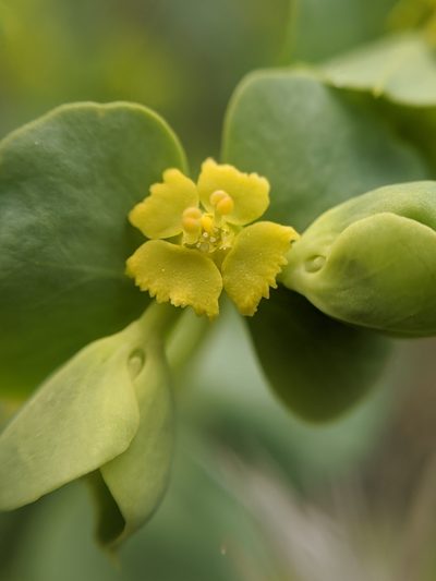 Euphorbia schizoloba, photographed by Alex Heyman