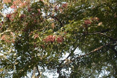 Terminalia paniculata, photographed by Siddarth Machado