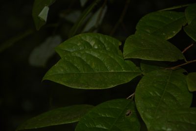 Margaritaria indica, photographed by Siddarth Machado