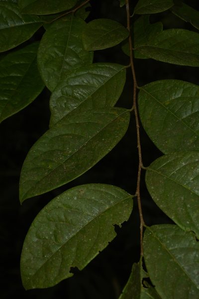 Margaritaria indica, photographed by Siddarth Machado