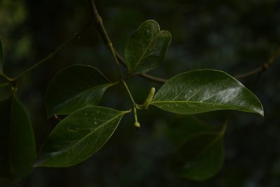 Gnetum edule, photographed by Siddarth Machado